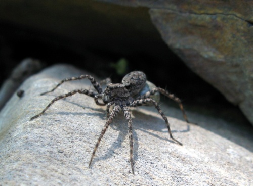 normal_bearded-spider.jpg