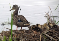 Filename=mama-duck-with-ducklings-sackville.jpg
Filesize=1117KB
Dimensions=1540x1065
Date added=Jun 19, 2013 mama-duck-with-ducklings-sackville.jpg