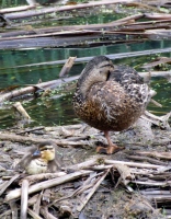 Filename=new-brunswick-ducks.jpg
Filesize=369KB
Dimensions=1000x1280
Date added=Jun 19, 2011 new-brunswick-ducks.jpg