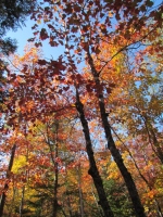 Filename=new-brunswick-foliage.jpg
Filesize=331KB
Dimensions=700x933
Date added=Oct 13, 2011 new-brunswick-foliage.jpg