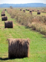 Filename=round-hay-bales.jpg
Filesize=645KB
Dimensions=1200x1600
Date added=Oct 13, 2011 round-hay-bales.jpg