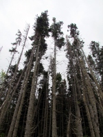 Filename=tall-trees-at-jourimain.jpg
Filesize=1090KB
Dimensions=1200x1600
Date added=Jun 19, 2013 tall-trees-at-jourimain.jpg