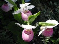 Filename=Macro_of_pink_flowers.jpg
Filesize=246KB
Dimensions=1200x900
Date added=Jun 27, 2013 Macro_of_pink_flowers.jpg