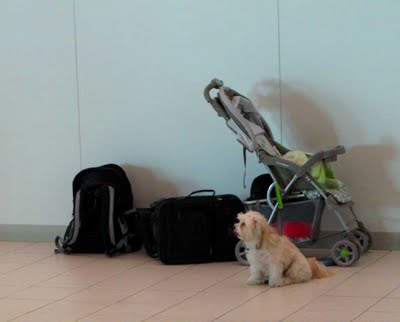 Good dog? I hope this dog has had his collar checked for powdered explosives!!