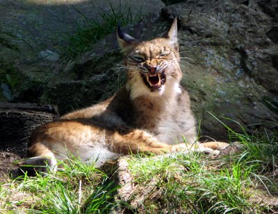 Lynx near Port Royal Nova Scotia Zoo