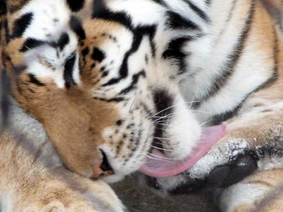 The Love Tiger at the Granby Zoo.