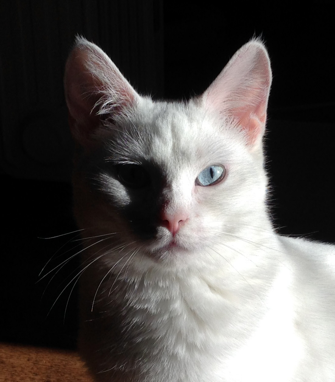Lily The White Cat Travels Trips Tails Lily The White Cat Travels Trips Tails
