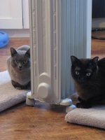 Filename=A_J_keeping_warm.jpg
Filesize=612KB
Dimensions=724x965
Date added=Feb 03, 2011 A_J_keeping_warm.jpg