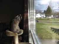 Filename=A_J_window.jpg
Filesize=485KB
Dimensions=900x675
Date added=Apr 24, 2010 A_J_window.jpg