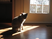 Filename=Alaska_dining_room_sun.jpg
Filesize=472KB
Dimensions=900x675
Date added=Apr 24, 2010 Alaska_dining_room_sun.jpg