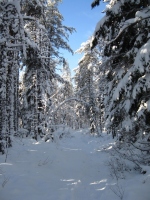 Filename=Dobson_Trail_Section2_first_snow.jpg
Filesize=697KB
Dimensions=724x965
Date added=Jan 03, 2011 Dobson_Trail_Section2_first_snow.jpg