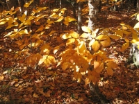 Filename=Dobson_trail_yellow_fall_color.jpg
Filesize=972KB
Dimensions=965x724
Date added=Oct 25, 2010 Dobson_trail_yellow_fall_color.jpg