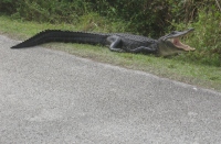 Filename=Everglades_Alligator.jpg
Filesize=510KB
Dimensions=900x590
Date added=Feb 18, 2008 Everglades_Alligator.jpg