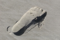 Filename=Footprint_in_the_Sand.jpg
Filesize=456KB
Dimensions=900x600
Date added=Feb 12, 2008 Footprint_in_the_Sand.jpg