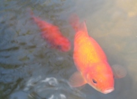 Filename=Happy_Goldfish.jpg
Filesize=348KB
Dimensions=900x656
Date added=Feb 17, 2010 Happy_Goldfish.jpg