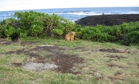 Filename=Hawaii_Punalu_u_Black_Sand_beach_Kitty.jpg
Filesize=485KB
Dimensions=900x550
Date added=Feb 19, 2008 Hawaii_Punalu_u_Black_Sand_beach_Kitty.jpg