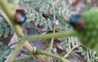 Filename=Hawaii_Purple_Lady_Bug.jpg
Filesize=334KB
Dimensions=900x568
Date added=Feb 18, 2008 Hawaii_Purple_Lady_Bug.jpg
