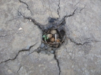 Filename=Hawaii_Seed_Nest.jpg
Filesize=553KB
Dimensions=900x675
Date added=Feb 18, 2008 Hawaii_Seed_Nest.jpg
