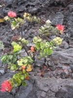 Filename=Hawaii_Volcano_Lehua_Blossom.jpg
Filesize=511KB
Dimensions=675x900
Date added=Feb 11, 2008 Hawaii_Volcano_Lehua_Blossom.jpg