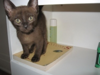 Filename=Jasper_the_Kitten.jpg
Filesize=267KB
Dimensions=900x675
Date added=May 11, 2009 Jasper_the_Kitten.jpg