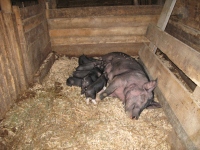 Filename=King_s_landing_Joslin_Farm_pigs.jpg
Filesize=917KB
Dimensions=965x724
Date added=Sep 01, 2011 King_s_landing_Joslin_Farm_pigs.jpg