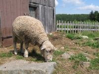 Filename=King_s_landing_sheep.jpg
Filesize=947KB
Dimensions=965x724
Date added=Sep 01, 2011 King_s_landing_sheep.jpg