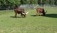 Filename=Magnetic_Hill_Zoo_Ankole_Cattle.jpg
Filesize=800KB
Dimensions=1089x641
Date added=Jul 27, 2010 Magnetic_Hill_Zoo_Ankole_Cattle.jpg