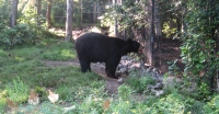 Filename=Magnetic_Hill_Zoo_Black_Bear.jpg
Filesize=832KB
Dimensions=1153x605
Date added=Jul 28, 2010 Magnetic_Hill_Zoo_Black_Bear.jpg