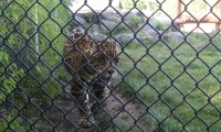 Filename=Magnetic_Hill_Zoo_Jaguar.jpg
Filesize=869KB
Dimensions=1076x649
Date added=Jul 28, 2010 Magnetic_Hill_Zoo_Jaguar.jpg