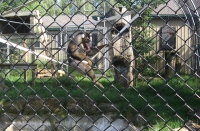 Filename=Magnetic_Hill_Zoo_Mandrill.jpg
Filesize=899KB
Dimensions=1029x679
Date added=Jul 28, 2010 Magnetic_Hill_Zoo_Mandrill.jpg