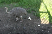 Filename=Magnetic_Hill_Zoo_Ostrich.jpg
Filesize=829KB
Dimensions=1033x676
Date added=Jul 28, 2010 Magnetic_Hill_Zoo_Ostrich.jpg