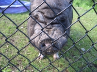 Filename=Magnetic_Hill_Zoo_Potbellied_vietnamese_pig.jpg
Filesize=934KB
Dimensions=965x724
Date added=Jul 28, 2010 Magnetic_Hill_Zoo_Potbellied_vietnamese_pig.jpg