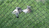 Filename=Magnetic_Hill_Zoo_Ring_Tailed_Lemur.jpg
Filesize=971KB
Dimensions=1093x638
Date added=Jul 28, 2010 Magnetic_Hill_Zoo_Ring_Tailed_Lemur.jpg