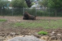 Filename=Magnetic_Hill_Zoo_Wood_Bison.jpg
Filesize=824KB
Dimensions=1020x683
Date added=Jul 27, 2010 Magnetic_Hill_Zoo_Wood_Bison.jpg