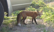 Filename=NB_Irving_National_Park_Fox.jpg
Filesize=536KB
Dimensions=900x544
Date added=Sep 28, 2009 NB_Irving_National_Park_Fox.jpg