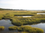 Filename=NB_Irving_National_Park_Saltwater_Marsh.jpg
Filesize=501KB
Dimensions=900x675
Date added=Sep 28, 2009 NB_Irving_National_Park_Saltwater_Marsh.jpg