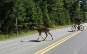 Filename=NS_Kejimkujik_National_Park_Dami_riding_with_Deers.jpg
Filesize=575KB
Dimensions=900x556
Date added=Sep 28, 2009 NS_Kejimkujik_National_Park_Dami_riding_with_Deers.jpg