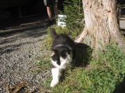 Filename=NS_Mersey_River_Chalets_Cat.jpg
Filesize=821KB
Dimensions=900x675
Date added=Oct 03, 2009 NS_Mersey_River_Chalets_Cat.jpg