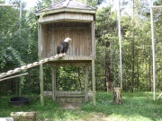 Filename=NS_Upper_Clements_Wildlife_Park_Bald_Eagle.jpg
Filesize=891KB
Dimensions=900x675
Date added=Oct 03, 2009 NS_Upper_Clements_Wildlife_Park_Bald_Eagle.jpg