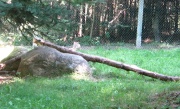 Filename=NS_Upper_Clements_Wildlife_Park_Bobcat.jpg
Filesize=629KB
Dimensions=900x546
Date added=Oct 03, 2009 NS_Upper_Clements_Wildlife_Park_Bobcat.jpg