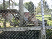 Filename=NS_Upper_Clements_Wildlife_Park_Cougar.jpg
Filesize=863KB
Dimensions=900x675
Date added=Oct 03, 2009 NS_Upper_Clements_Wildlife_Park_Cougar.jpg