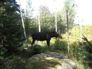 Filename=NS_Upper_Clements_Wildlife_Park_Moose.jpg
Filesize=753KB
Dimensions=900x675
Date added=Oct 03, 2009 NS_Upper_Clements_Wildlife_Park_Moose.jpg