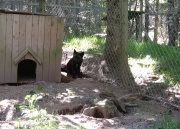 Filename=NS_Upper_Clements_Wildlife_Park_Silver_Fox.jpg
Filesize=664KB
Dimensions=900x649
Date added=Oct 03, 2009 NS_Upper_Clements_Wildlife_Park_Silver_Fox.jpg