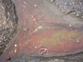 Filename=Nova_Scotia_Delaps_Cove_Bay_of_Fundy_Rain_Drops.jpg
Filesize=688KB
Dimensions=900x675
Date added=Oct 20, 2009 Nova_Scotia_Delaps_Cove_Bay_of_Fundy_Rain_Drops.jpg