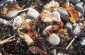 Filename=Nova_Scotia_Kejimkujik_Seaside_Trail_Algae_and_Rocks.jpg
Filesize=636KB
Dimensions=899x590
Date added=Oct 21, 2009 Nova_Scotia_Kejimkujik_Seaside_Trail_Algae_and_Rocks.jpg