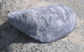 Filename=Nova_Scotia_Kejimkujik_Seaside_Trail_Shell.jpg
Filesize=485KB
Dimensions=900x566
Date added=Oct 21, 2009 Nova_Scotia_Kejimkujik_Seaside_Trail_Shell.jpg