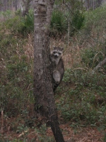 Filename=Ochlockonee_River_Racoon.jpg
Filesize=584KB
Dimensions=675x900
Date added=Feb 12, 2008 Ochlockonee_River_Racoon.jpg