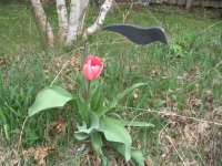 Filename=Pink_tulip.jpg
Filesize=858KB
Dimensions=900x675
Date added=May 03, 2010 Pink_tulip.jpg