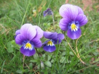 Filename=Purple_yellow_pensies.jpg
Filesize=561KB
Dimensions=900x675
Date added=May 05, 2010 Purple_yellow_pensies.jpg