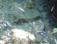 Filename=Rafiki_s_Planet_Watch_Fish.jpg
Filesize=538KB
Dimensions=900x697
Date added=Jun 10, 2009 Rafiki_s_Planet_Watch_Fish.jpg